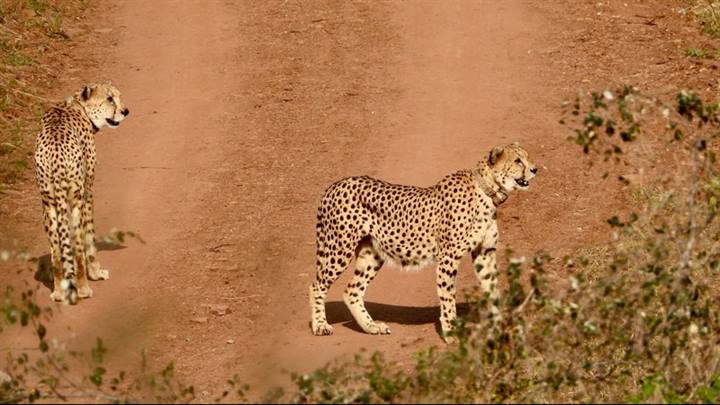 अहेरा पर्यटन जोन में चीतों की मौजूदगी से अब पर्यटक चीतों को देख सकेंगे